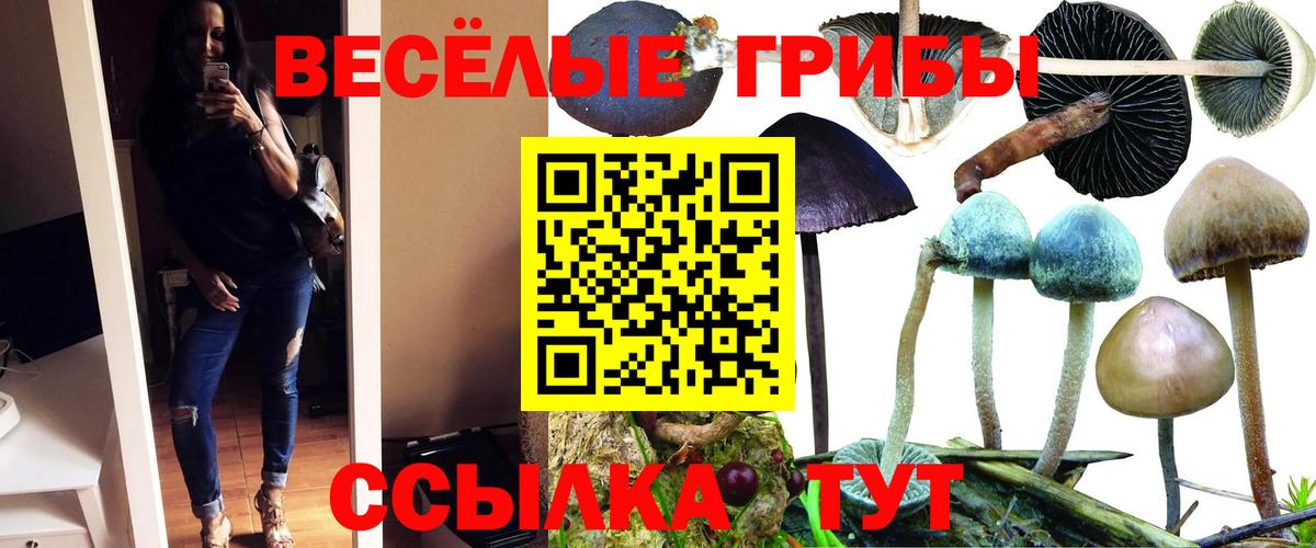 Псилоцибиновые грибы Psilocybe Мичуринск